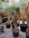 Foto van Yucca rostrata vertakt (180-200) 190 cm via burobloemen