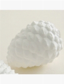 Indoor pottery objects pinus white  burobloemen