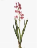 Foto van Cymbidium plant roze via burobloemen
