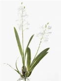 Foto van Dendrodium mini bush wit via burobloemen