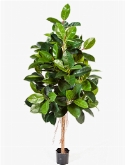 Foto van Ficus elastica via burobloemen