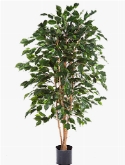 Foto van Ficus exotica via burobloemen