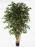 Foto van Ficus exotica stam multi via burobloemen