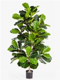 Foto van Ficus lyrata bush via burobloemen