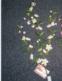 Foto van Cherry blossom spray cream via burobloemen