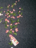 Foto van Cherry blossom spray rose via burobloemen