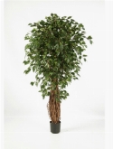 Ficus liana exotica de luxe  burobloemen