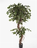 Ficus corkscrew exotica  burobloemen