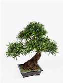 Foto van Podocarpus bonsai x6 via burobloemen