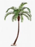 Foto van Phoenix palm curved via burobloemen