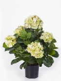 Foto van Hydrangea pot bush de luxe creme-green via burobloemen