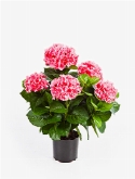 Foto van Hydrangea pot bush de luxe pink via burobloemen