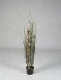 Foto van Gras plant bamboo via burobloemen