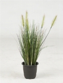 Gras plant groen (12|doos)  burobloemen