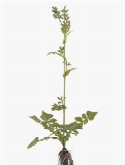 Horseflower with roots  burobloemen