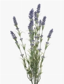 Foto van Lavender bush (12 st.) via burobloemen