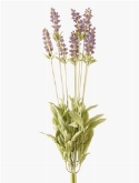 Foto van Lavender bush (12|doos) via burobloemen