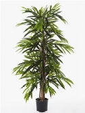 Longifolia de luxe toef  burobloemen