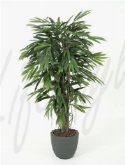 Longifolia liane de luxe toef  burobloemen