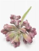Sedum crab purple|green  burobloemen
