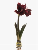 Amaryllis dark red with bulb  burobloemen