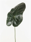 Anthurium leaf  burobloemen