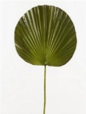 Foto van Chamaerops leaf via burobloemen