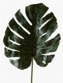 Foto van Monstera leaf large via burobloemen