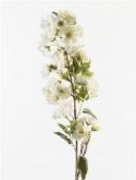 Foto van Apple blossom double spray cream via burobloemen