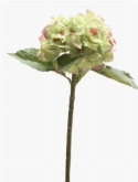Foto van Hydrangea stem green|pink via burobloemen