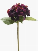Hydrangea stem dark purle  burobloemen