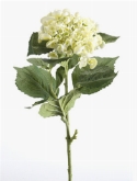 Hydrangea macro spray cream  burobloemen
