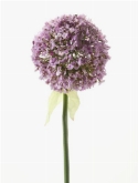 Foto van Allium spray l. purple via burobloemen