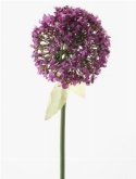 Foto van Allium spray d. purple via burobloemen