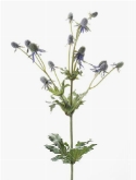 Foto van Eryngium spray blue via burobloemen