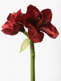 Foto van Amaryllis red stem ³-head via burobloemen