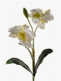 Foto van Cattleya spray white via burobloemen