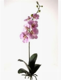 Foto van Phalaenopsis bush pink via burobloemen