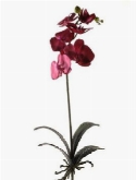 Foto van Phalaenopsis bush beauty via burobloemen