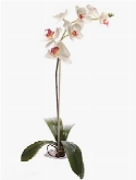 Foto van Phalaenopsis cream|burgundy via burobloemen