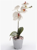 Foto van Phalaenopsis cream|burgundy medium via burobloemen