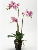 Foto van Phalaenopsis fuchsia via burobloemen