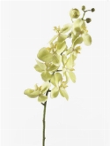 Foto van Phalaenopsis spray green via burobloemen