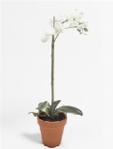 Foto van Phalaenopsis bush white via burobloemen
