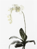 Foto van Phalaenopsis plant white via burobloemen