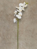 Foto van Phalaenopsis spray white via burobloemen