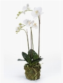 Foto van Phalaenopsis plant w. moss white via burobloemen