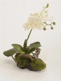 Phalaenopsis soiled white  burobloemen