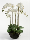 Phalaenopsis soiled white x6  burobloemen