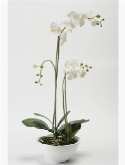 Phalaenopsis white bowl  burobloemen